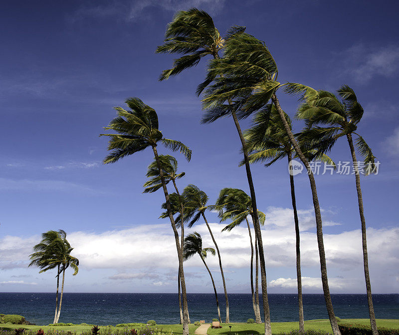 风吹椰子树