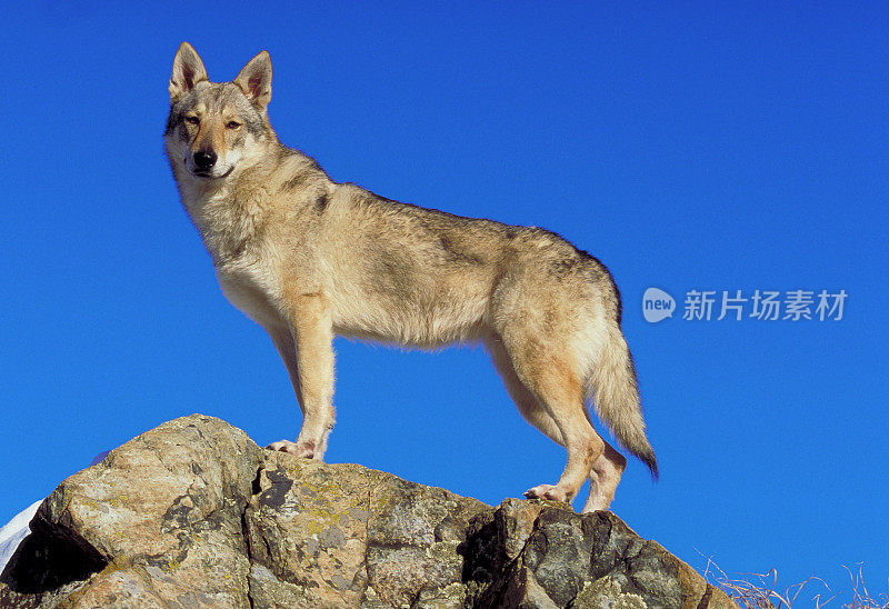 萨洛斯狼犬在岩石上，侧视图，蓝天背景