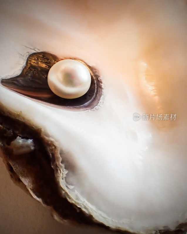 牡蛎壳中的珍珠宏