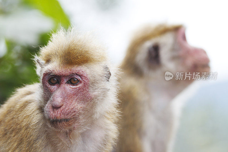 两只红脸公猴照成斯里兰卡