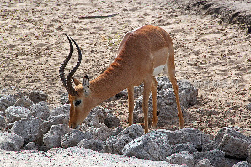 博茨瓦纳:丘比国家公园的黑斑羚