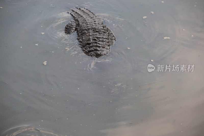 鳄鱼潜入水中