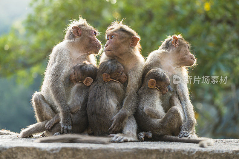 猴子的家庭