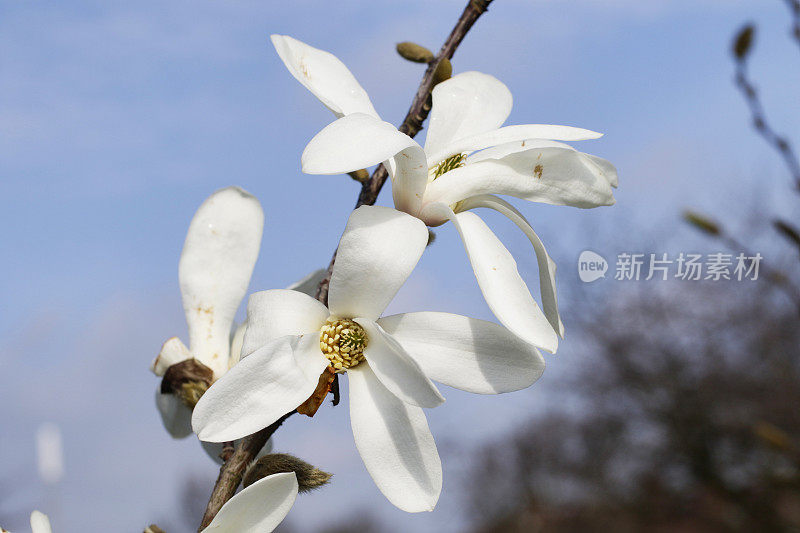 花近白星玉兰星