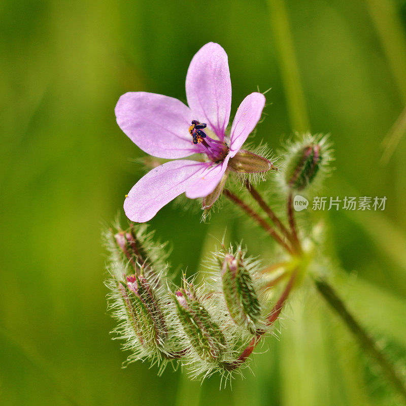 夏天田野上的紫色花朵