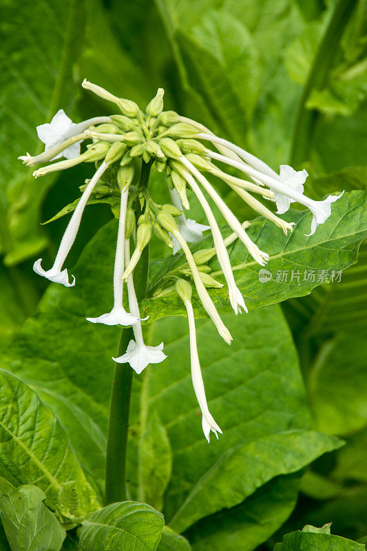 烟草花