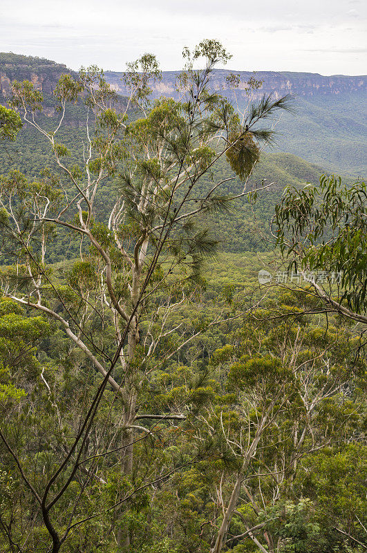 蓝山森林荒野澳大利亚