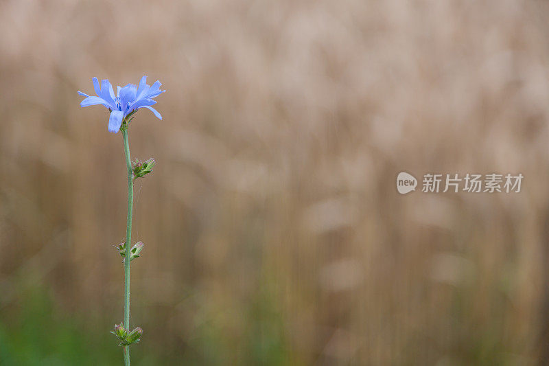 玉米花在麦田前