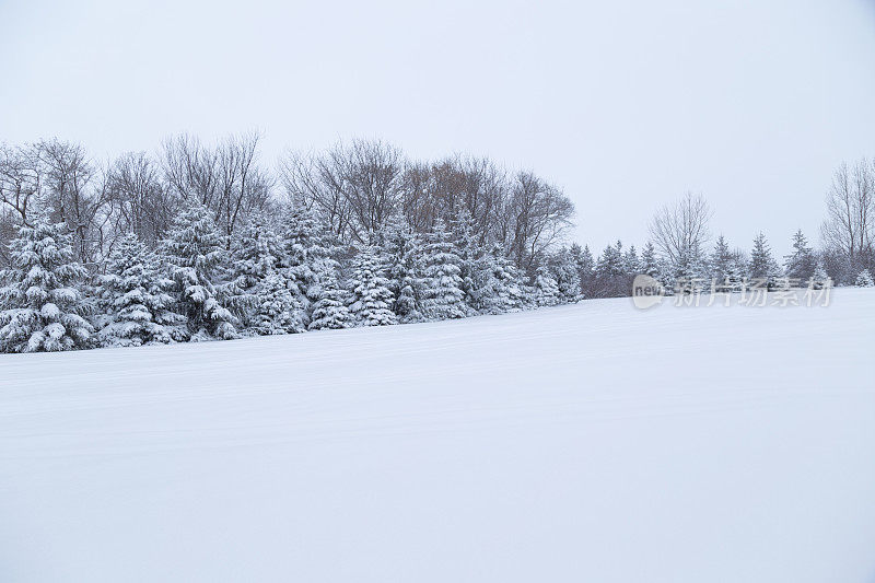 雪地与成排的树-明尼苏达的冬天