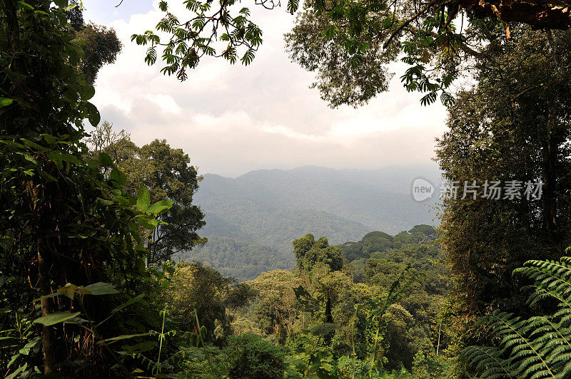 卢旺达:Nyungwe雨林