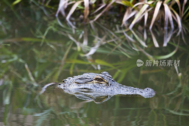 沼泽中的美洲鳄