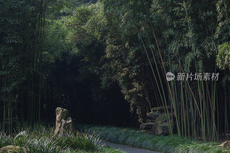 中国竹子园林