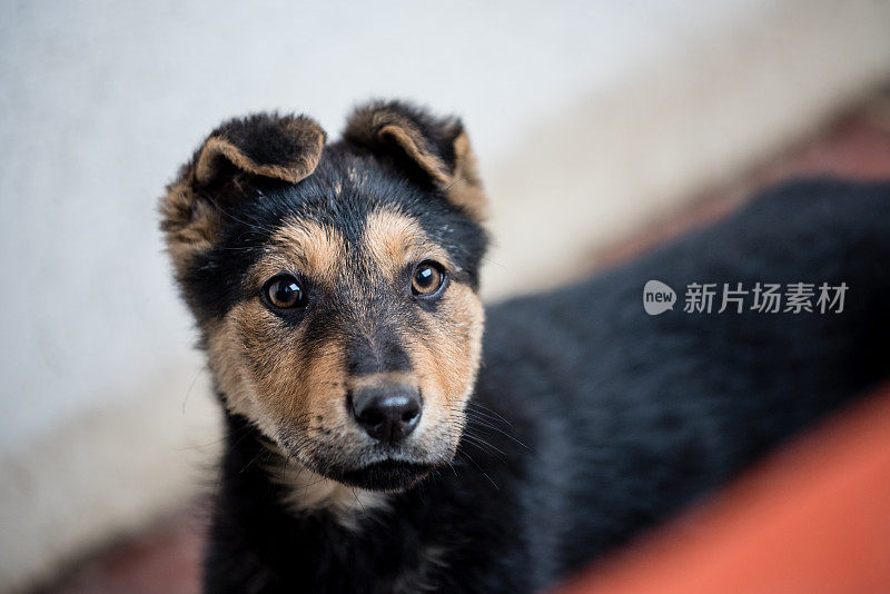 年轻的德国牧羊犬