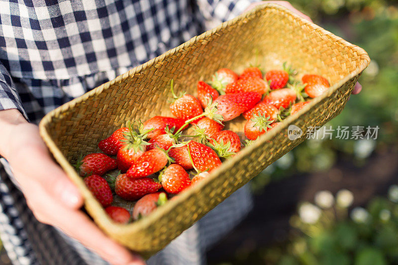 温室栽培鲜草莓