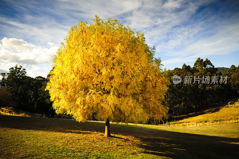 柳树黄，围场秋色，风景如画