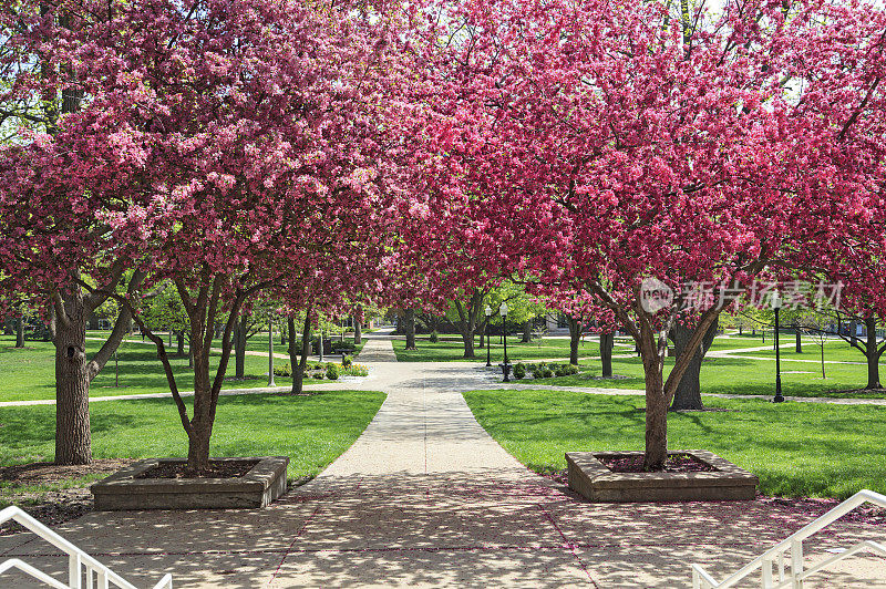 盛开的树在伊利诺斯州立大学