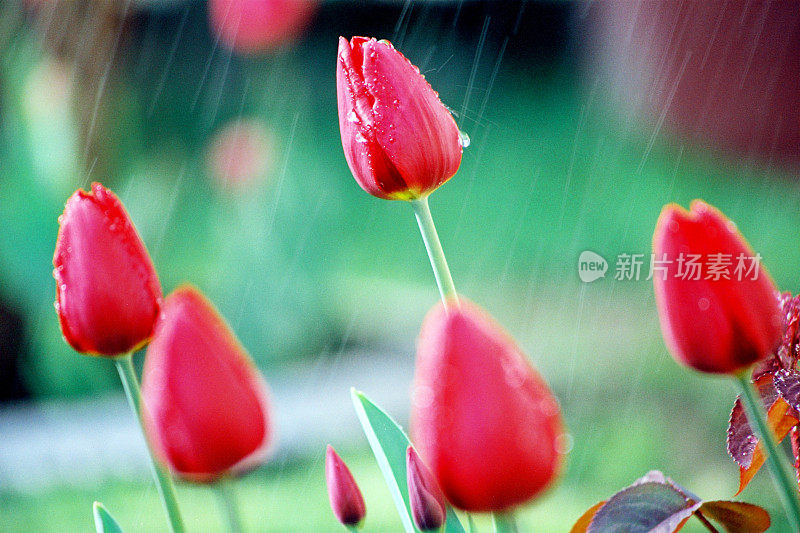 春天的郁金香在雨中