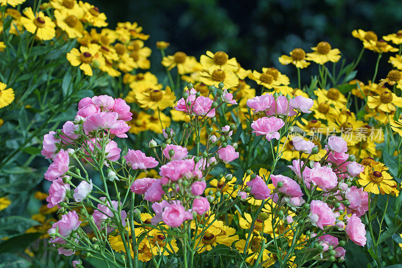 玫瑰和helenium