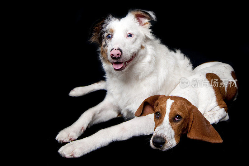 巴吉度猎犬和澳大利亚牧羊犬