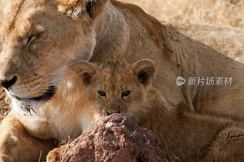 母狮和幼崽