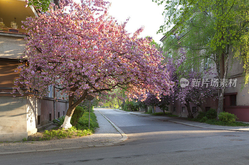 樱花在Uzhgorod