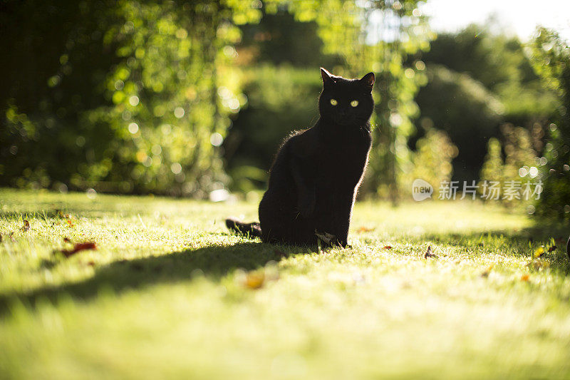 黑猫在夏天神秘地摆姿势
