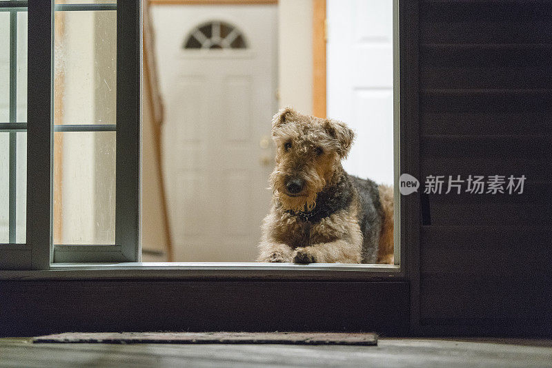 Airdale梗犬躺在隔壁的地板上