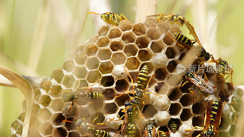 黄蜂在草丛中筑巢