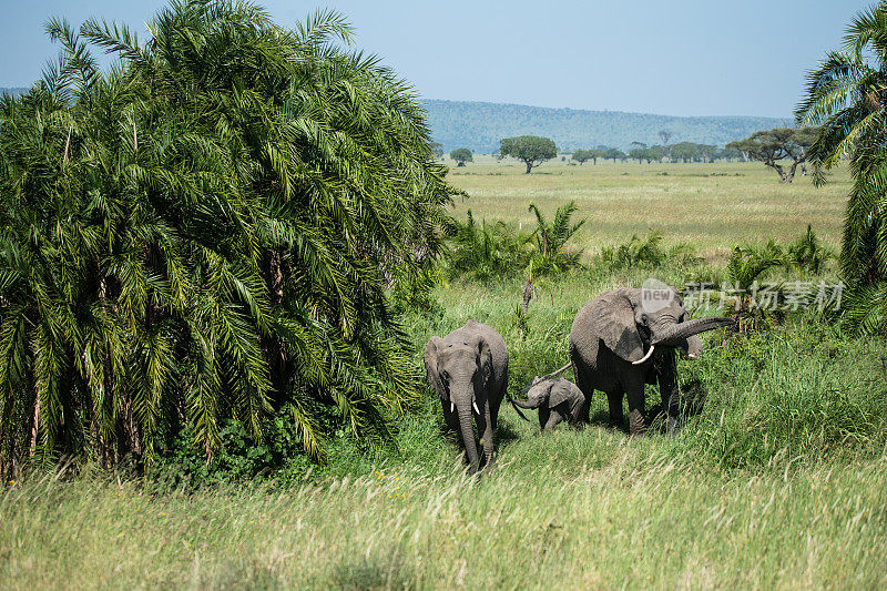 一群在塞伦盖蒂吃草的非洲象
