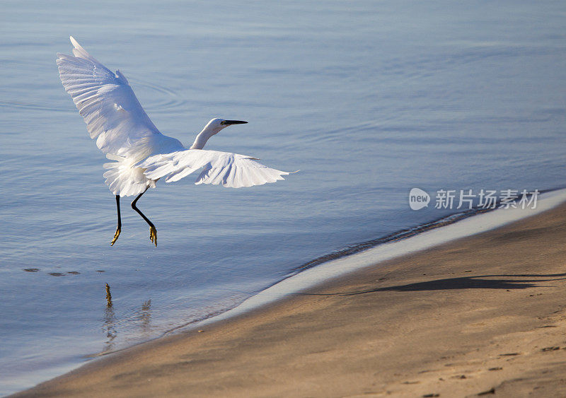 小白鹭