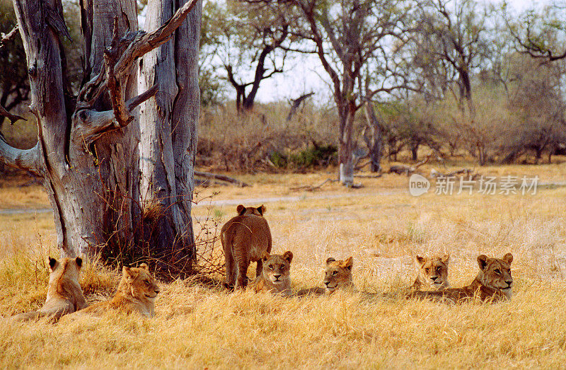 博茨瓦纳野生动物园:树木周围草地上的狮群