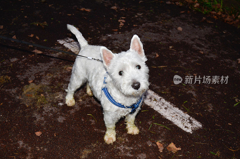 大街上的Westie狗