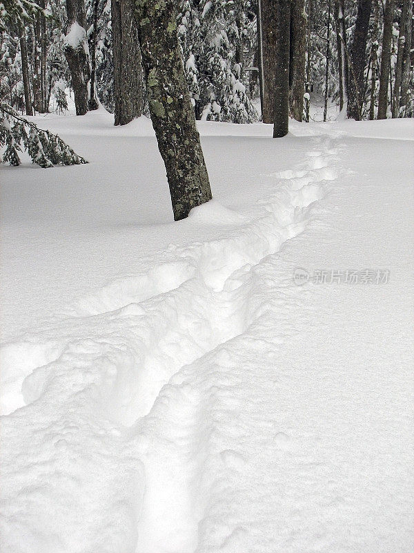 森林里刚下过雪的脚印