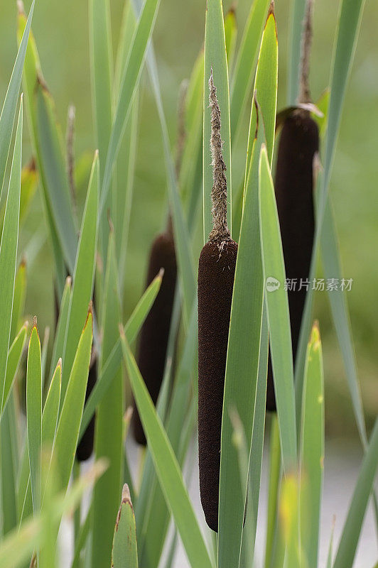 蒲、香蒲(香蒲)