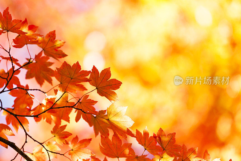 充满活力的秋天的颜色