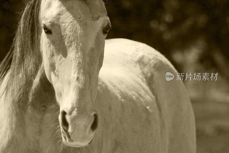 鹿皮Walker在Sepia