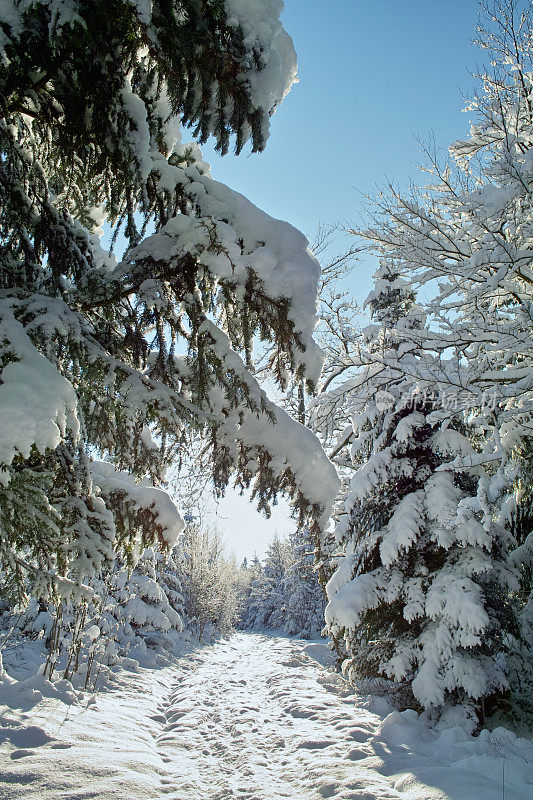 黑色森林的冬季景观，早晨第一场雪