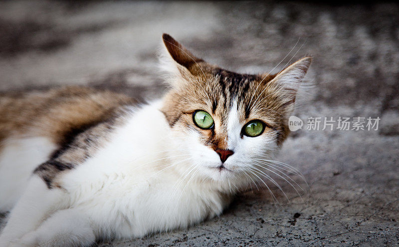 流浪的小猫