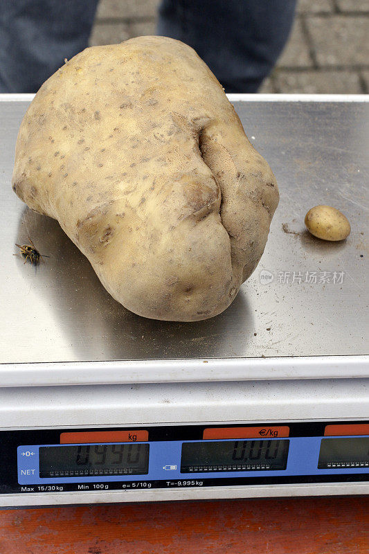 差不多两磅重的大土豆