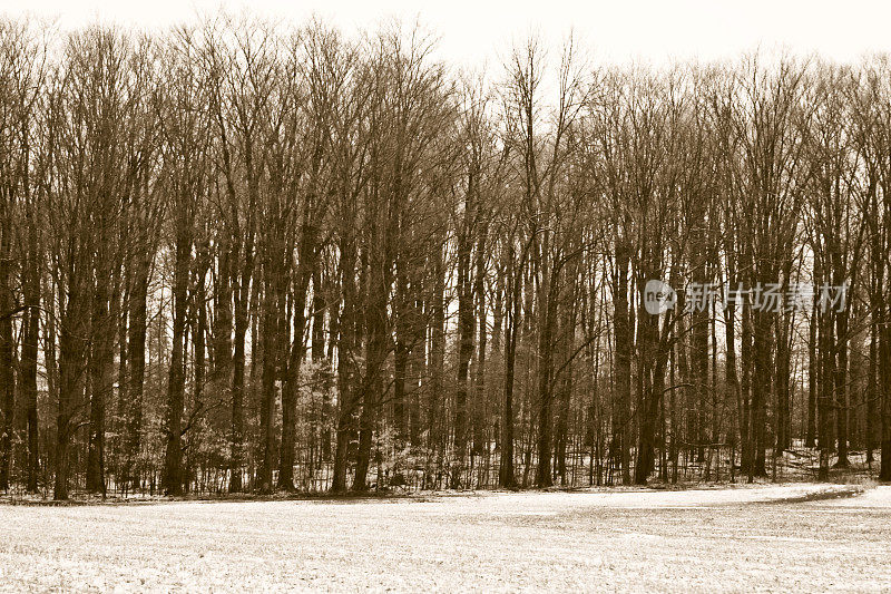 冬季的田野和森林，单色和深褐色的色调。