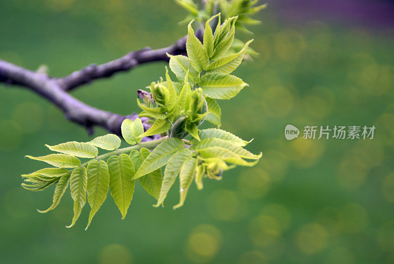 黑核桃树的初叶