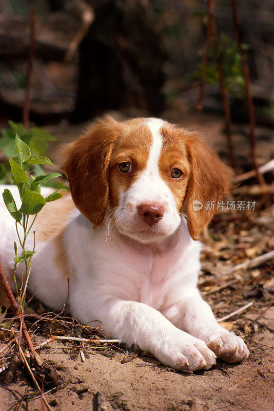 布列塔尼猎犬小狗