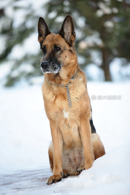 德国牧羊犬