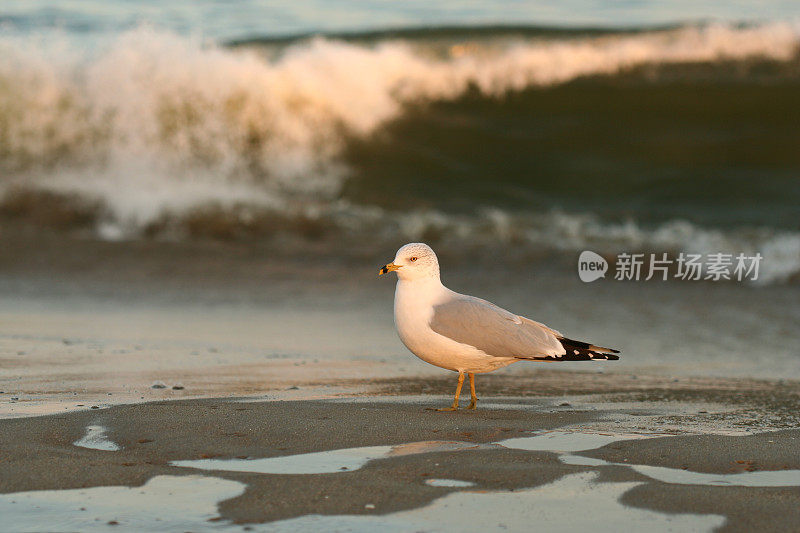 阿萨提格岛国家海滨