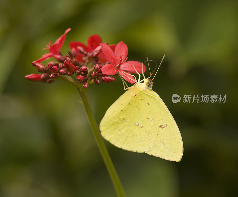 红花上的黄蝴蝶