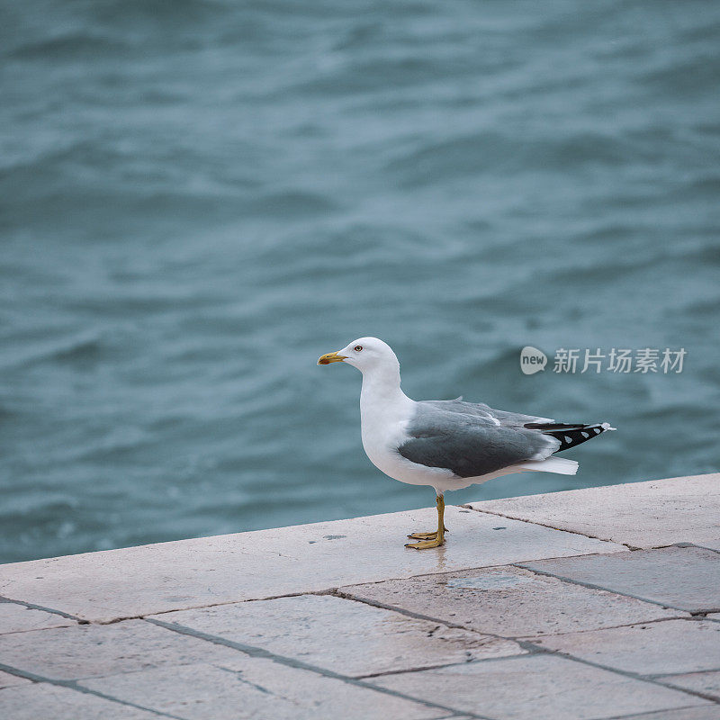 海鸥