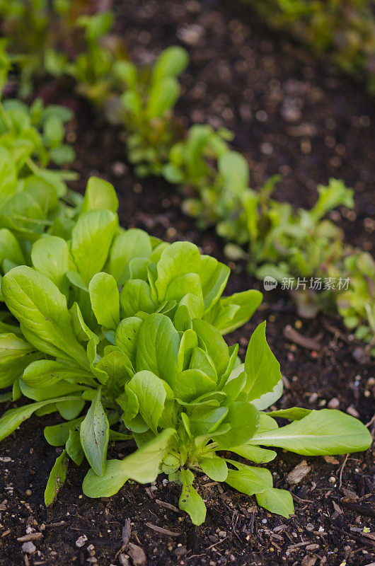 在菜园里种植有机菠菜