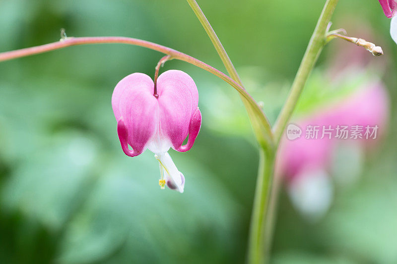 粉红色血心花