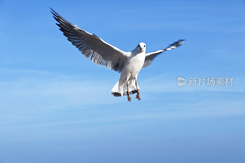 蓝天下的海鸥