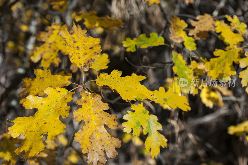 黄栎树叶在树枝上